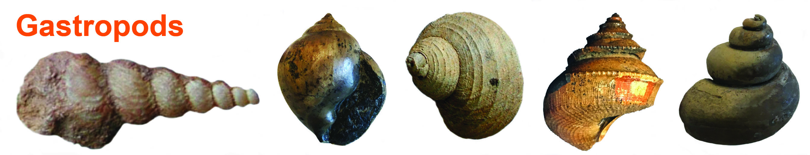 Gastropoda (snails) 